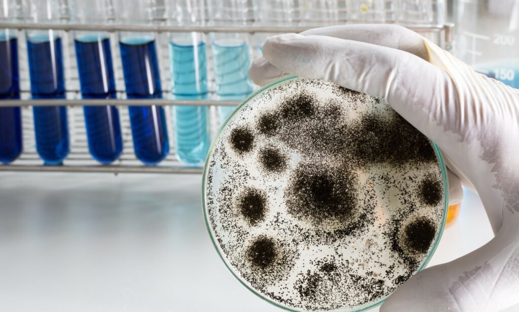 Sell a House with Mold