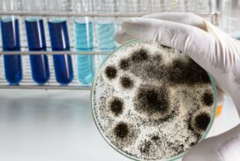 Sell a House with Mold